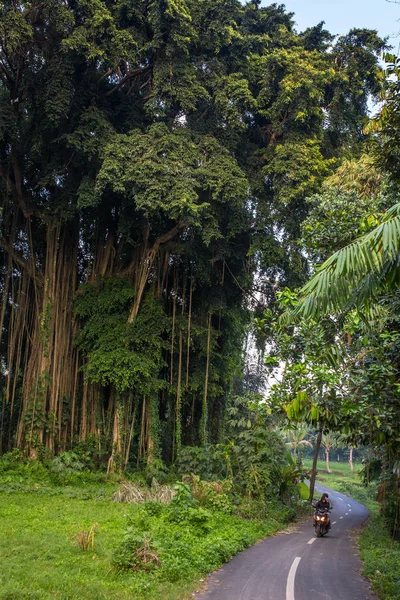 巨大なガジュマルの木渡しバリ インドネシア 2016 正体不明のバリ男の子ドライブ バイク — ストック写真