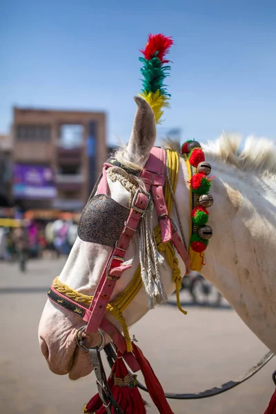 Head of colorfully decorated Indian horse in Jaisalmer, Rajasthan, India — Stock Image Head Colorfully Decorated Indian Horse Jaisalmer Rajasthan India Royalty Free Stock Photos