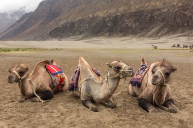Ladakh, Hindistan Nubra Vadisi'nde deve safari