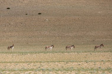 Tibet yaban eşeği veya Kyang Equus Kiang Ladakh, Hindistan Changthang Plato üzerinde