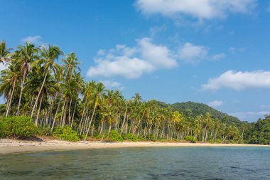 Koh Chang Adası Tayland güzel tropikal plajda palmiye ağaçları
