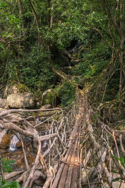 Living Roots Bridge Nongriat Village Cherrapunjee Meghalaya India Bridge Formed — Stock Photo, Image