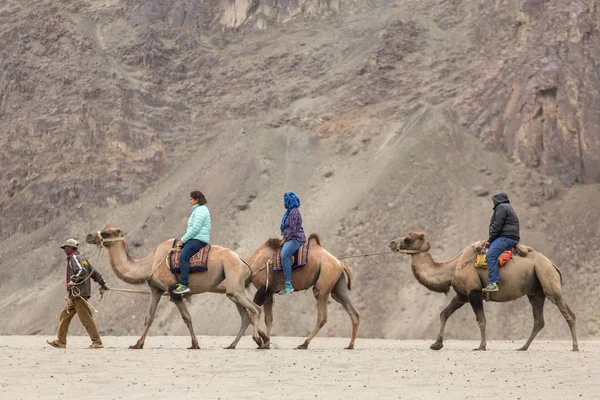 Ladakh Índia Junho 2017 Turistas Indianos Montando Camelos Durante Safári — Fotografia de Stock