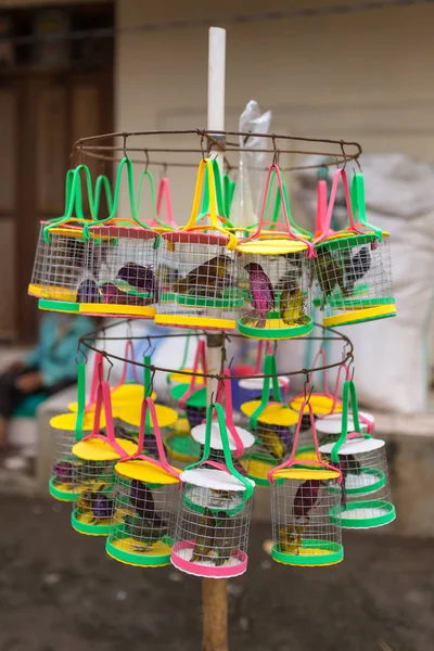 Pájaros Cantando Las Jaulas Tienda Venta Ambulante Bali Indonesia — Foto de Stock