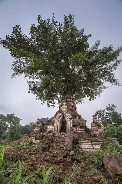 Árbol Que Crece Antigua Estupa Del Templo Hsipaw Estado Shan — Foto de Stock