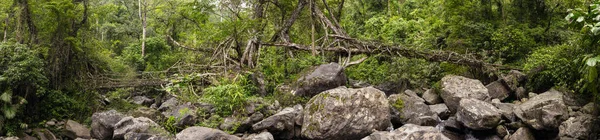 Living Roots Bridge Nongriat Village Cherrapunjee Meghalaya India Bridge Formed — Stock Photo, Image