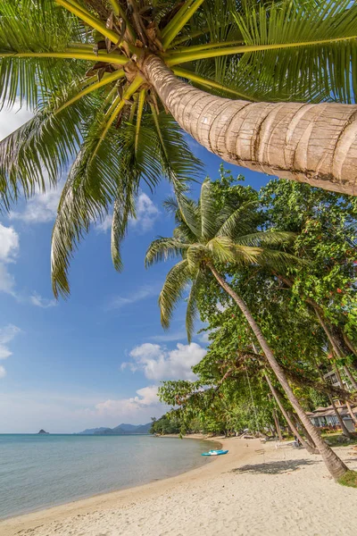 Palmen Wunderschönen Tropischen Strand Auf Der Insel Koh Chang Thailand — Stockfoto