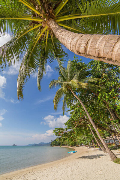 Palm trees on beautiful tropical beach on Koh Chang island in Thailand