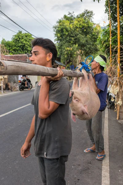 Bali Endonezya Eylül 2016 Bali Erkekler Domuz Kesim Galungan Törenine — Stok fotoğraf