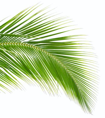 Beyaz arka plan üzerinde izole palmiye ağacı yaprak yakın çekim