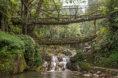 Ünlü Çift katlı yaşam Köprüsü yakınlarında Nongriat Köyü, Cherrapunjee,: Meghalaya, India kökleri. Bu köprü Ağaç kökleri birlikte örgü yılda eğitim tarafından oluşturulmuş.