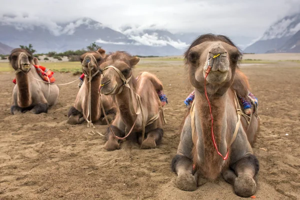 Safari Wielbłądach Eksplorowali Dolinę Ladakh Kaszmir — Zdjęcie stockowe