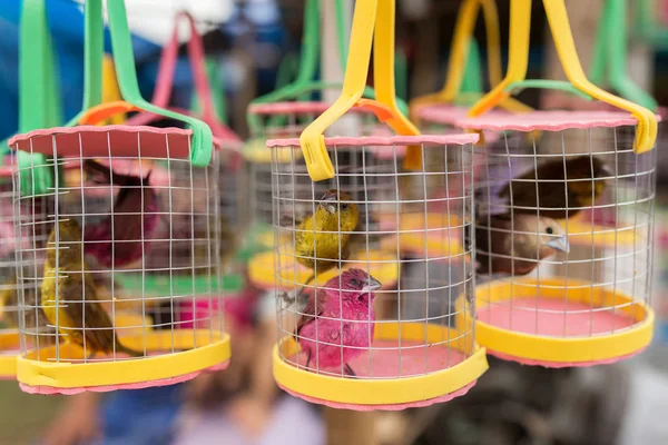 在印尼巴厘岛街头小贩商店的笼子里唱歌的鸟儿 — 图库照片