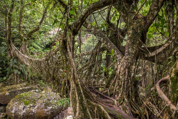 Living Roots Bridge Nongriat Village Cherrapunjee Meghalaya India Bridge Formed — Stock Photo, Image