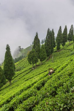 Sikkim, India - 21 Nisan 2017: Sikkim bölgesinde, Hindistan çay plantasyon taze çay yapraklarından Kızılderili kadın alıyor