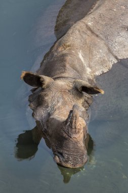 Vahşi gergedan Jaldapara Milli Parkı, Assam devlet, Kuzey Doğu Hindistan nehirde Yüzme