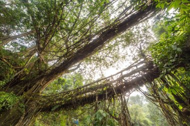 Ünlü Çift katlı yaşam Köprüsü yakınlarında Nongriat Köyü, Cherrapunjee,: Meghalaya, India kökleri. Bu köprü Ağaç kökleri birlikte örgü yılda eğitim tarafından oluşturulmuş.