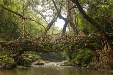 Yaşam Köprüsü yakınlarında Riwai Köyü, Cherrapunjee,: Meghalaya, India kökleri. Bu köprü Ağaç kökleri birlikte örgü yılda eğitim tarafından oluşturulmuş.