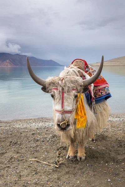 Yak Himalayen Lac Pangong Ladakh Inde — Photo