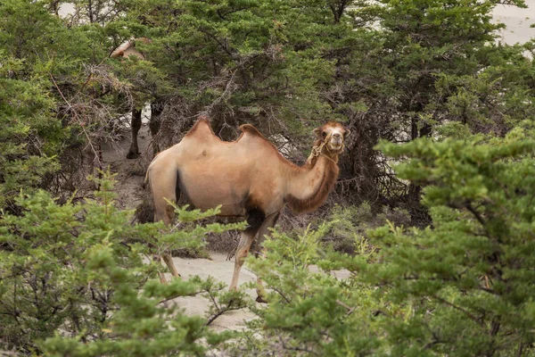 Καμήλες Στην Κοιλάδα Nubra Ladakh Ινδία — Φωτογραφία Αρχείου