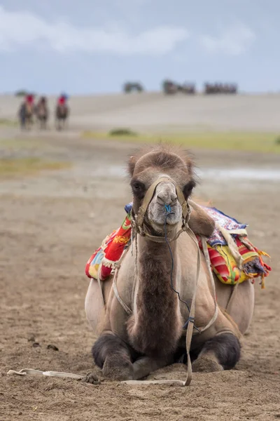 Camel Safari Nubra Valley Ladakh India — Stock Photo, Image