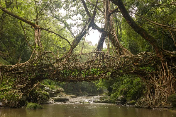 Puente Raíces Vivas Cerca Aldea Riwai Cherrapunjee Meghalaya India Este —  Fotos de Stock