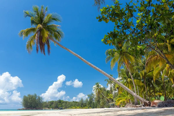 Palmy Pięknej Tropikalnej Plaży Wyspie Koh Kood Tajlandii — Zdjęcie stockowe