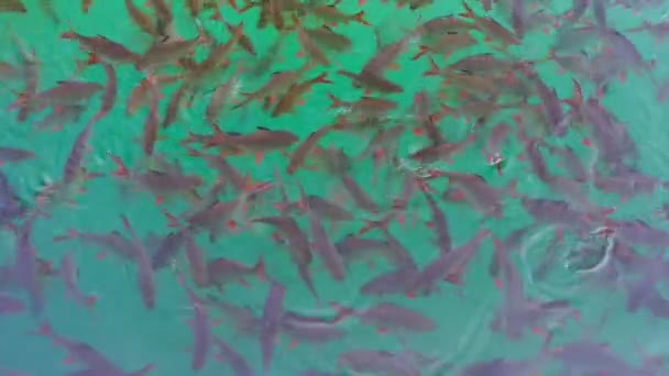 Große Gruppe Rotschwanzkarpfen im Khao Sok Nationalpark — Stockvideo