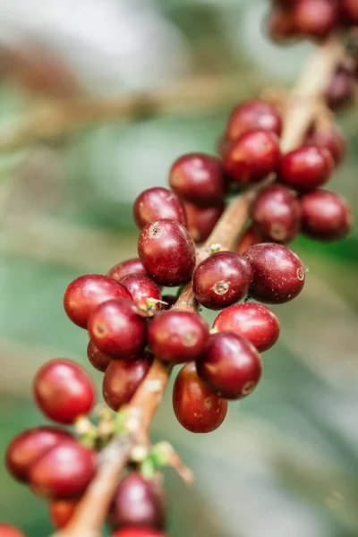 Červená kávová zrna zrání na kávovníku zblízka — Stock fotografie