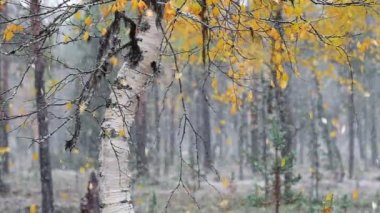 Şiddetli kar yağışında düşen sarı sonbahar yapraklarıyla ormandaki huş ağacı