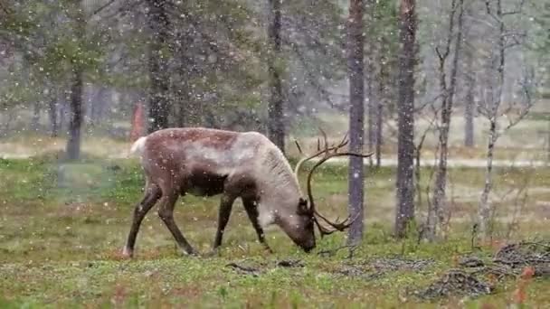 芬兰北部拉普兰秋天降雪时的驯鹿 — 图库视频影像