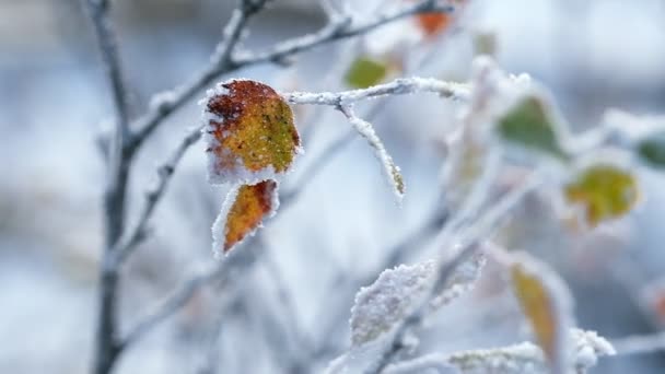 Feuille jaune d'automne sur une branche couverte de givre à la fin de l'automne — Video