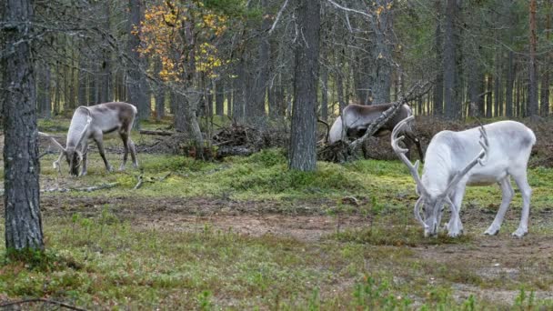Mooie rendieren grazen in het bos in Lapland, Noord Finland. — Stockvideo
