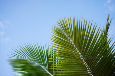 Palmiye ağacı yaprak yakın çekim arka plan