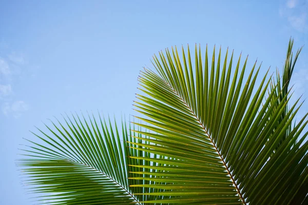 Folha de palmeira close-up fundo — Fotografia de Stock