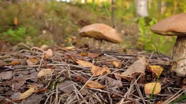 Boletus mushroom in autumn forest close up. — Stock Video