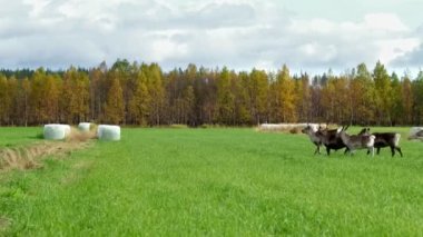 Laponya, Finlandiya 'da monoton bir mevsimde tarlada koşan geyik sürüsü.