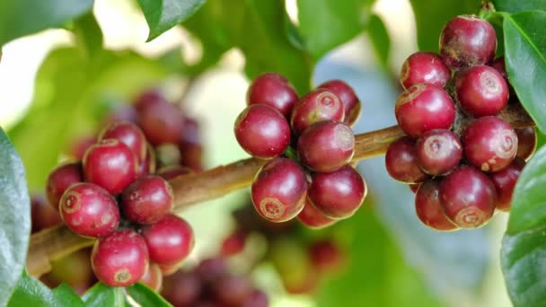 Кофейные бобы, созревающие на дереве — стоковое видео