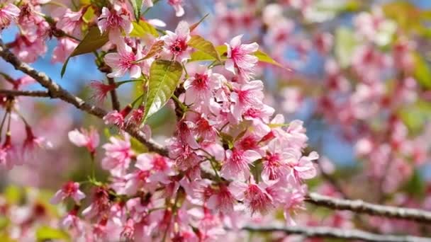 Κοντινό πλάνο κερασιού ανθίσει ροζ sakura — Αρχείο Βίντεο