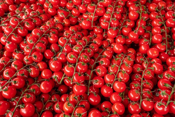 Branches of red cherry tomatoes for sale. — Stock Photo, Image