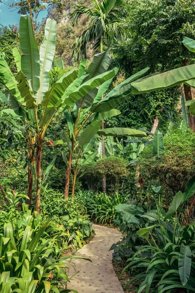 Smalle voetpad door tropisch weelderig oerwoud met palmen, bananenbomen — Stockfoto