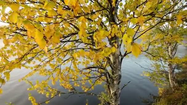 Hermosos abedules de otoño en la costa del lago en Finlandia. — Vídeo de stock