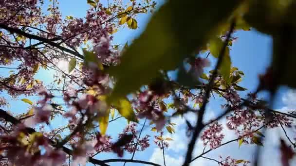 Sluitingen van bloeiende sakura kersenbloesem in het voorjaar — Stockvideo