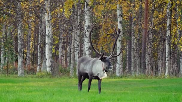 Rendieren grazen op het groene veld in Lapland, Finland. — Stockvideo
