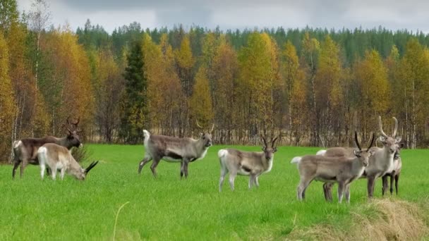 Stado jelenia wypasanego na polu w sezonie rutynowym w Laponii, Finlandia. — Wideo stockowe