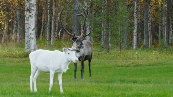Deux rennes broutant sur le champ vert en Laponie, Finlande .