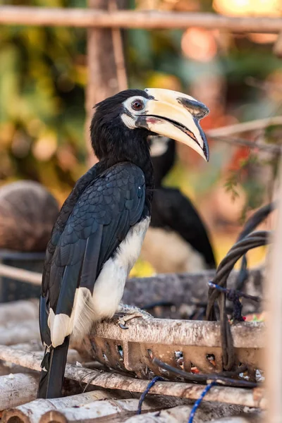 Oriental Pied Hornbill bird close up — Stock Photo, Image