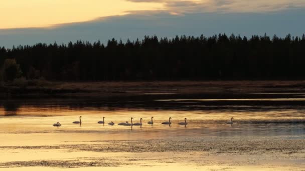 Κύκνοι στη λίμνη το ηλιοβασίλεμα στη Φινλανδία — Αρχείο Βίντεο