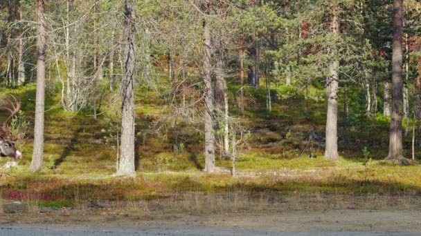 Beautiful reindeer walk in the forest in Lapland, Northern Finland. — Stock Video