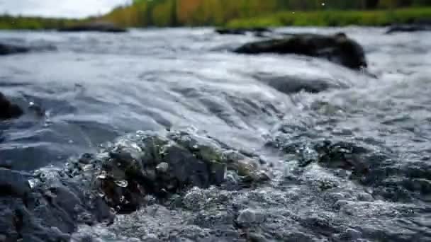 Horská řeka voda tekoucí zblízka s podzimním lesem na pozadí — Stock video